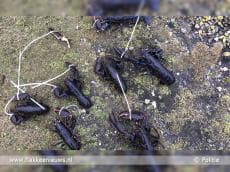 Arrestaties voor stroperij Goeree-Overflakkee