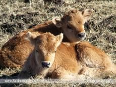 Eerste Heckrundkalfjes van 2017 luiden de lente in