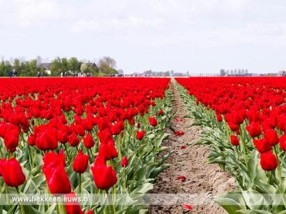 Helaas ook in 2021 geen Tulpenwandeltocht