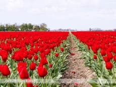 7e Tulpenwandeltocht met prachtige routes