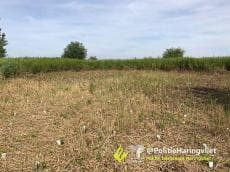 Vier hennepplantages opgerold op Tiengemeten