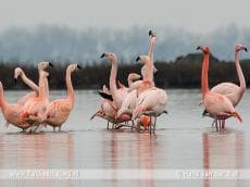 Flakkeese flamingo's worden goed bekeken