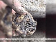 Waterrot zorgt voor dramatische aardappeloogst op Goeree-Overflakkee