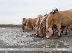 Vrieskou geen probleem voor Flakkeese dierenkuddes