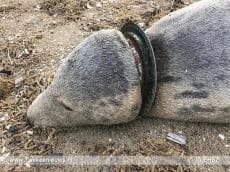 Zeehonden gestikt in plastic zwerfafval