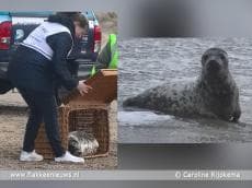 Annelieke Bakelaar laat zeehondje Riff weer vrij in open zee