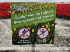 Genieten van tulpen op Goeree-Overflakkee