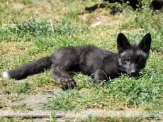 Bijzondere dieren van dichtbij