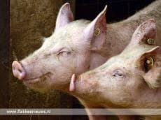 Honderden varkens dood door technische storing