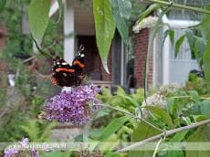 Atalanta wint tuinvlindertelling in Zuid-Holland