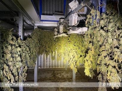 600 Hennepplanten aangetroffen in loods Stellendam
