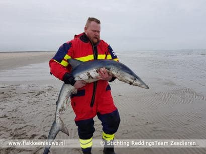 Levende blauwe haai aangetroffen bij Ouddorp