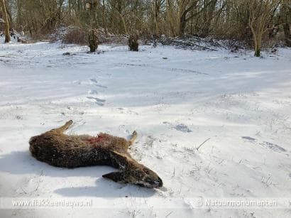 Weer ree doodgebeten, boswachters bezorgd