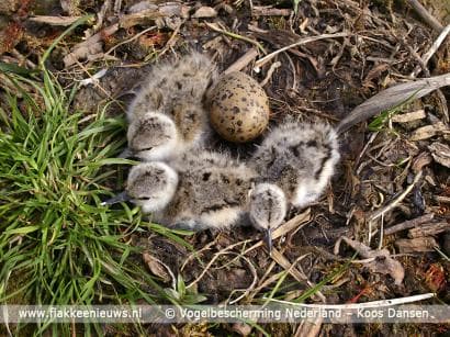Nieuwe camera bij kustbroedvogels op eilandje in Haringvliet