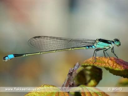 Het gaat weer wat beter met de waterinsecten