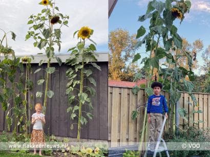 Hoogste zonnebloem van Goeree-Overflakkee 2021