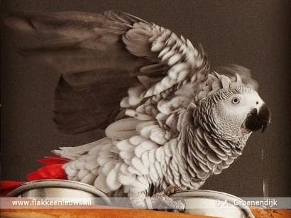Is Sjakie uit Stad het Leukste Huisdier van Nederland?