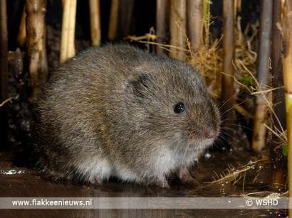 Noordse Woelmuis doet het goed op Goeree-Overflakkee