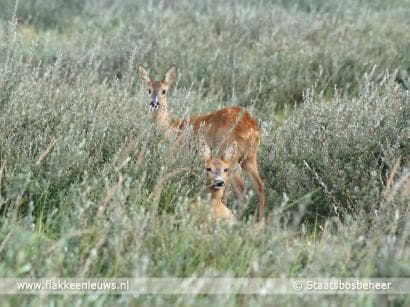 1000-soortenweek, meten is weten in uniek natuurgebied