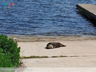 A Seal komt in actie voor gestrande zeehond bij Haringvlietdam
