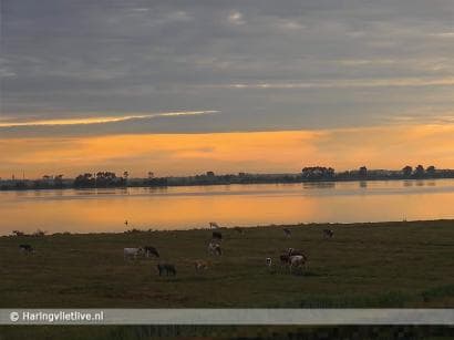 Unieke webcambeelden van het Haringvlietgebied