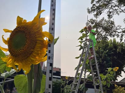 Hoogste zonnebloem Goeree-Overflakkee
