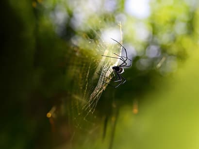 Herfstalarm: dikke spinnen in aantocht!