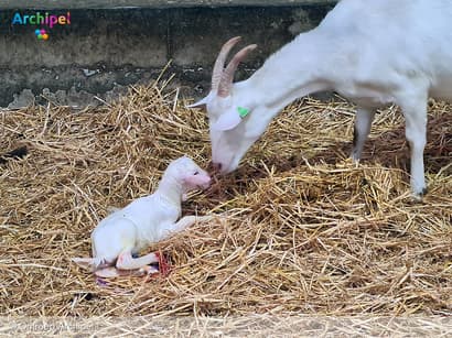 Topdrukte op geitenboerderij De Mèkkerstee in Ouddorp