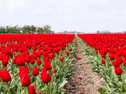 Voorbereidingen Tulpenwandeltocht
