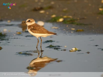 Broedsucces in natuurgebied Plaat van Oude-Tonge