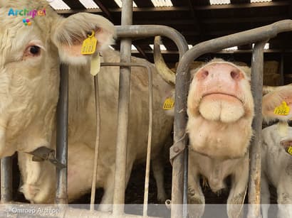 Filmmaker filmt koeien op Dirkslandse boerderij
