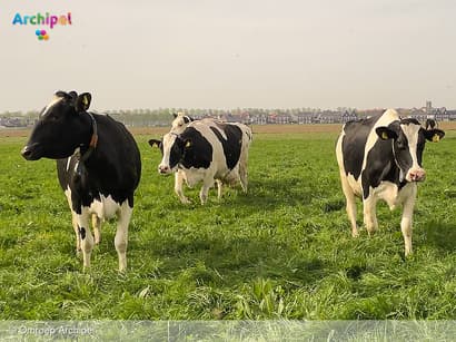 Koeiendans bij Kaasboerderij Westplaat