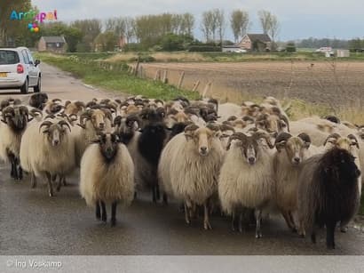 Acht schapen verdwenen uit kudde van Ing Voskamp