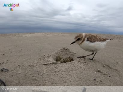 Veel vogels kwetsbaar tijdens broedseizoen