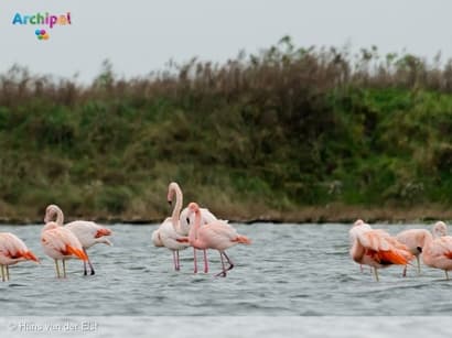 Flamingo's nu al terug in het Grevelingenmeer