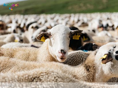 Blauwtongvirus bereikt Goeree-Overflakkee