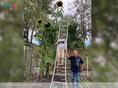 Hoogste zonnebloem Goeree-Overflakkee