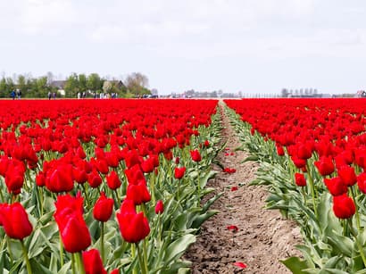 Tulpenwandeltocht gaat door onder nieuwe naam