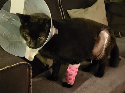 Brandweer redt kat na achtervolging