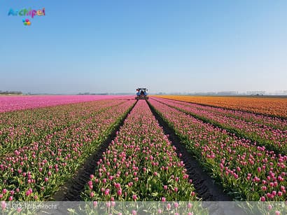 GO Tulpentocht, wandelen en fietsen langs bloeiende tulpen in de polder