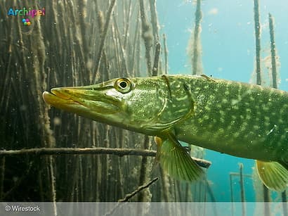 Waterschap meet visstand voor de waterkwaliteit