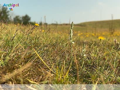 Onze regio is blinde vlek op de kaart van natuurbrandrisico