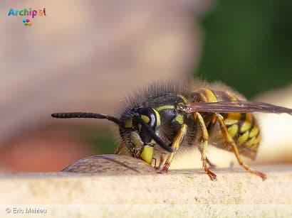Limonadewesp opnieuw het vaakst geteld