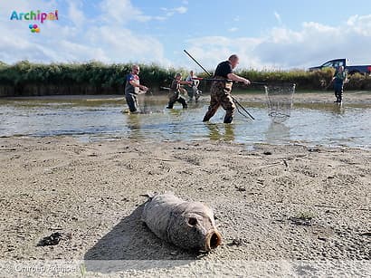 Droogte leidt tot reddingsactie: 76 karpers gered