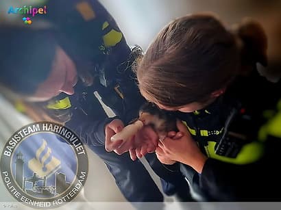 Politie neemt 20 katten in beslag bij verwaarlozing