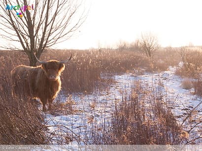 Winterbezoek Tiengemeten: natuur open, faciliteiten dicht