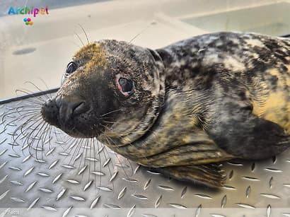 Gewonde snelwegpup aan de beterende hand