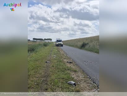 Twintig ganzen doodgereden langs Zuidweg in Ouddorp