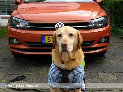 Verhaal uit de lesauto van Dorine: de hulphond mocht mee!