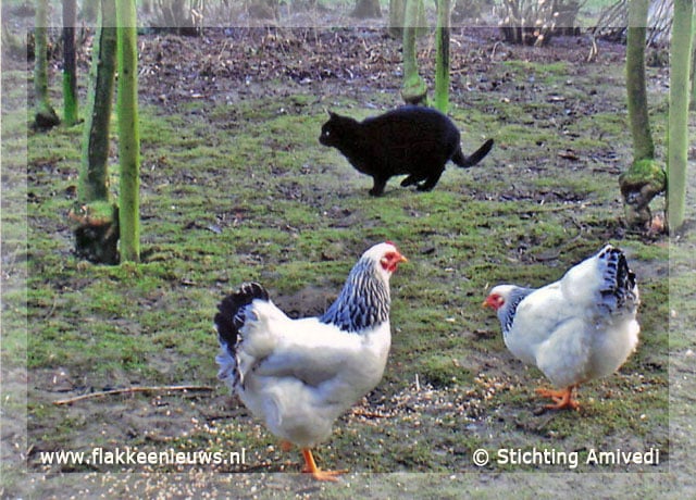 Gevonden en vermiste huisdieren week 20-2009